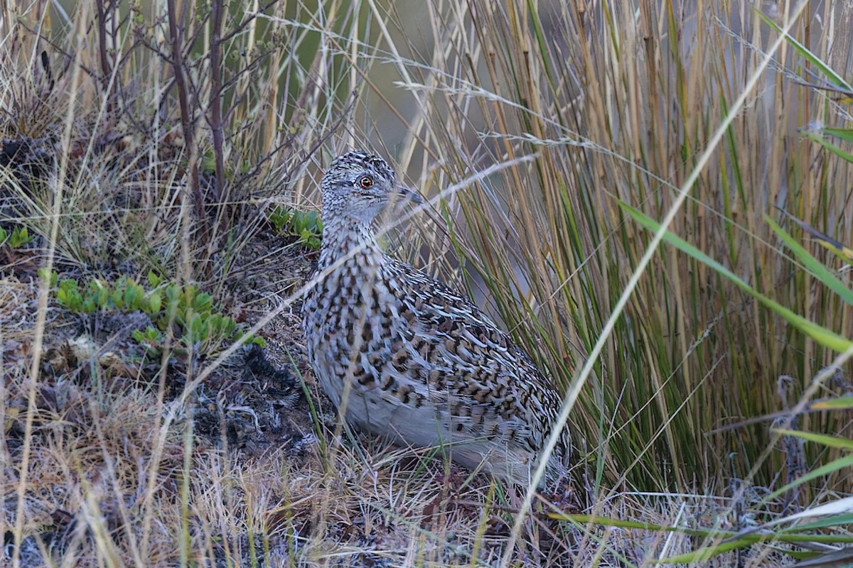 Tinamou de Darwin - ML610121907