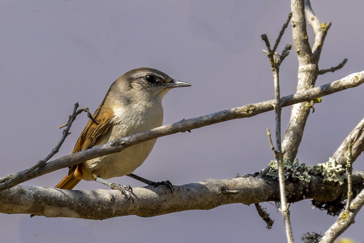 ボリビアキタカマドドリ - ML610121913