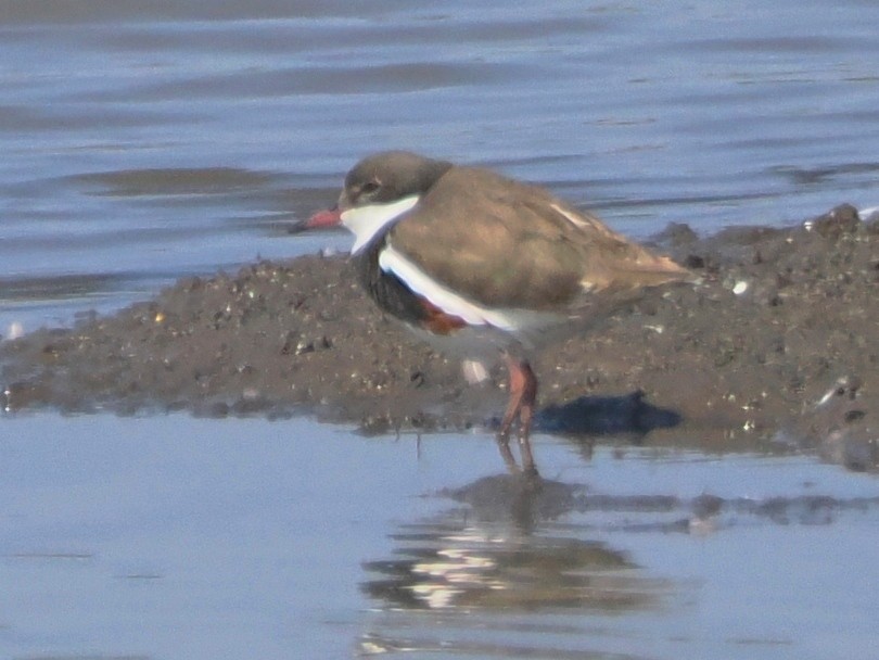 Red-kneed Dotterel - ML610121947