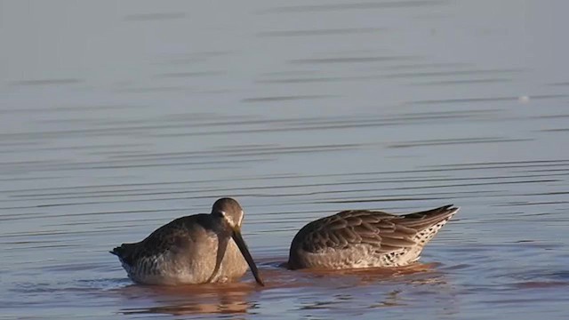 Long-billed Dowitcher - ML610121985