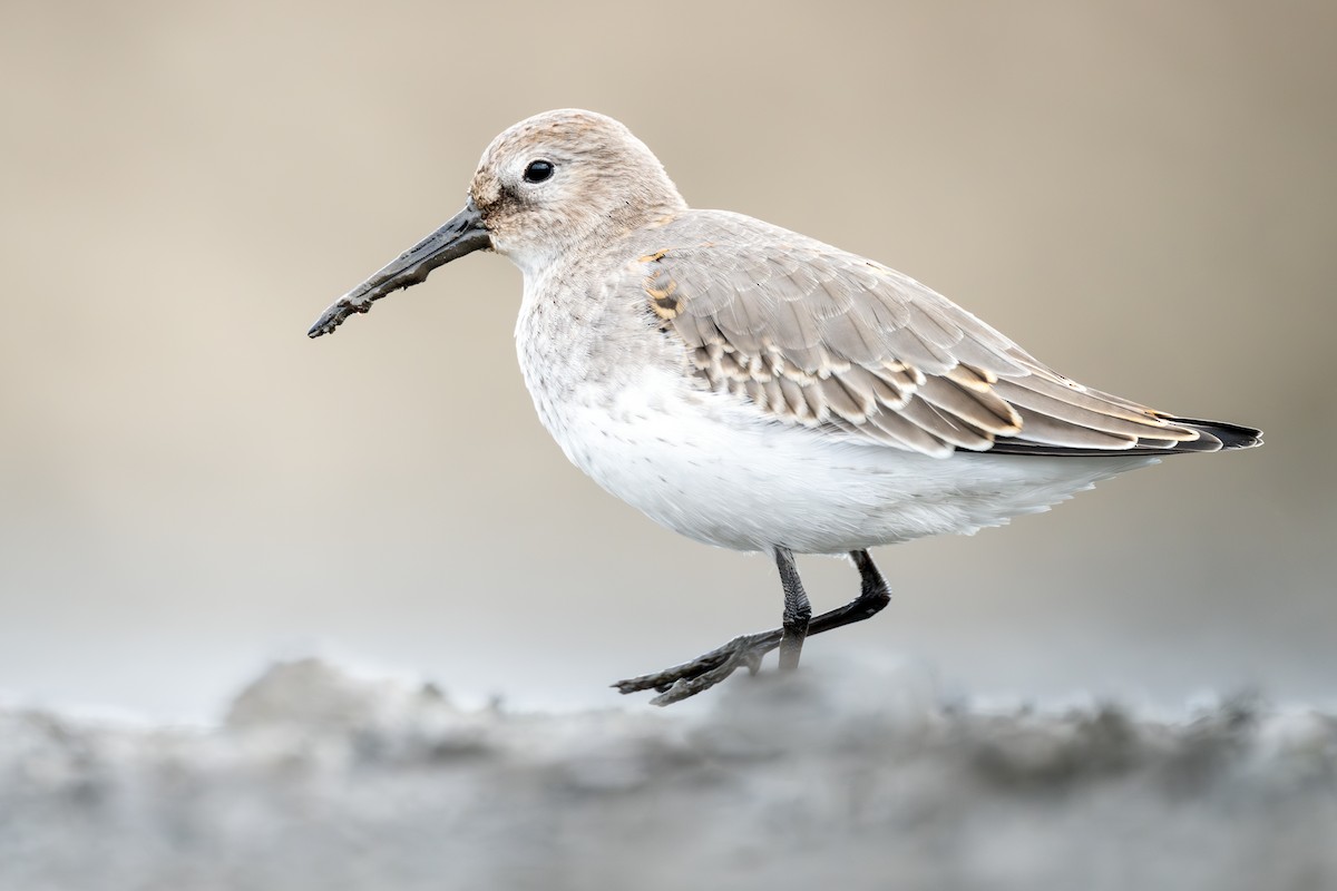 Dunlin - ML610122030