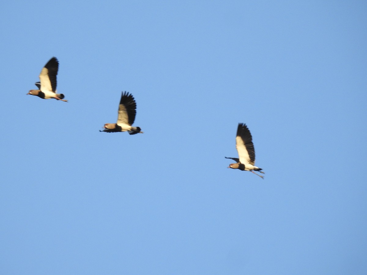 Southern Lapwing - ML610122120