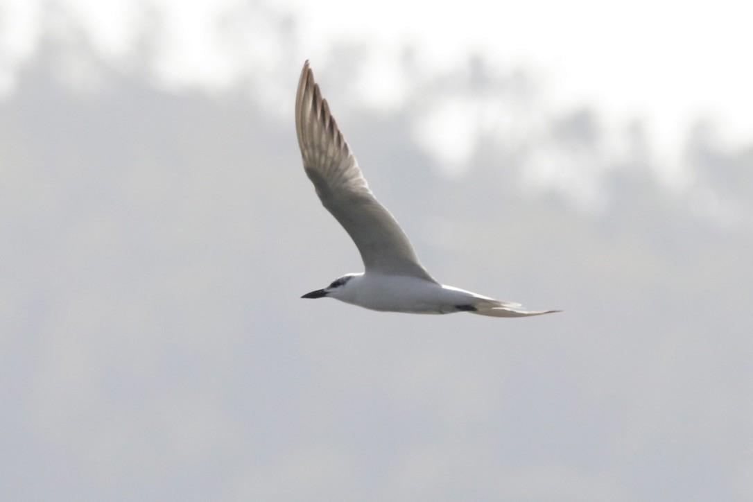 Gull-billed Tern - Jose Antonio Cabo Bujan