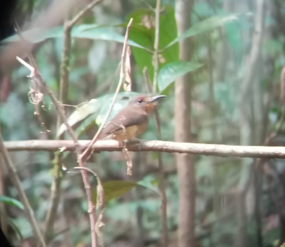 Fulvous-chinned Nunlet - ML610122226