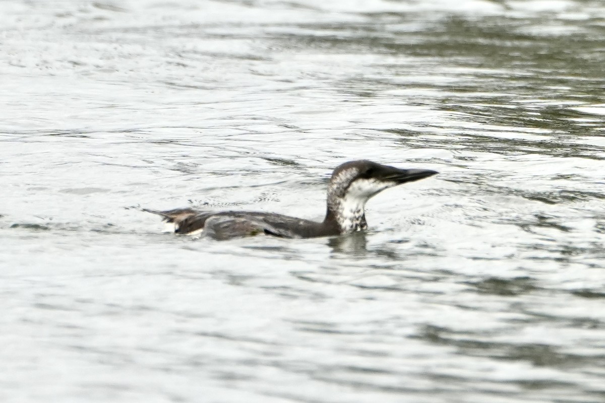 Common Murre - ML610122259