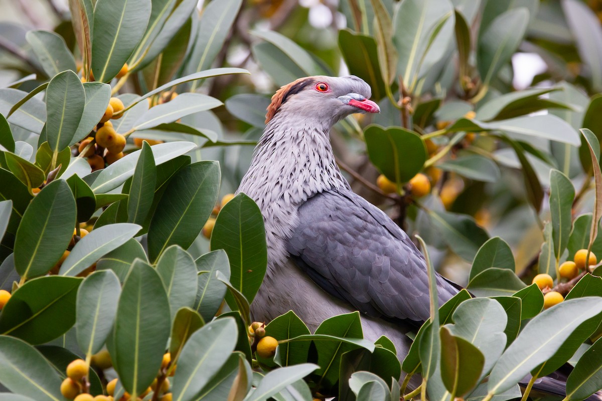 Topknot Pigeon - Ewan Auld