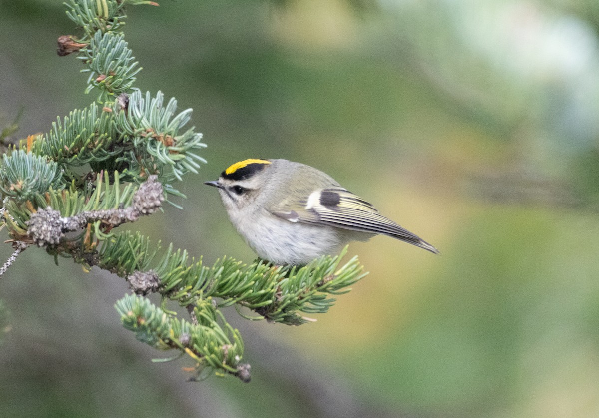 Golden-crowned Kinglet - chel sea