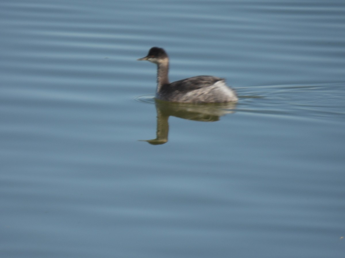 Eared Grebe - Elizabeth Brown