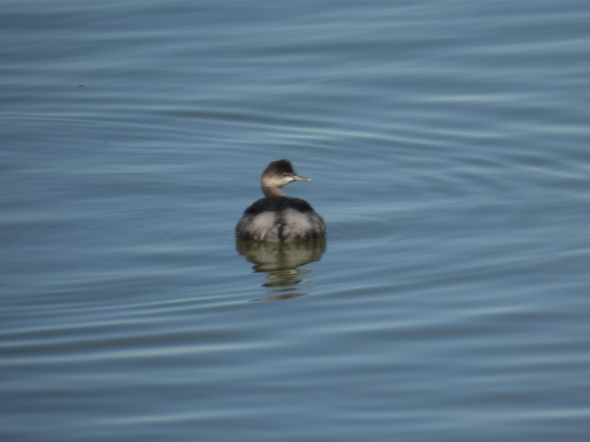 Eared Grebe - ML610122340