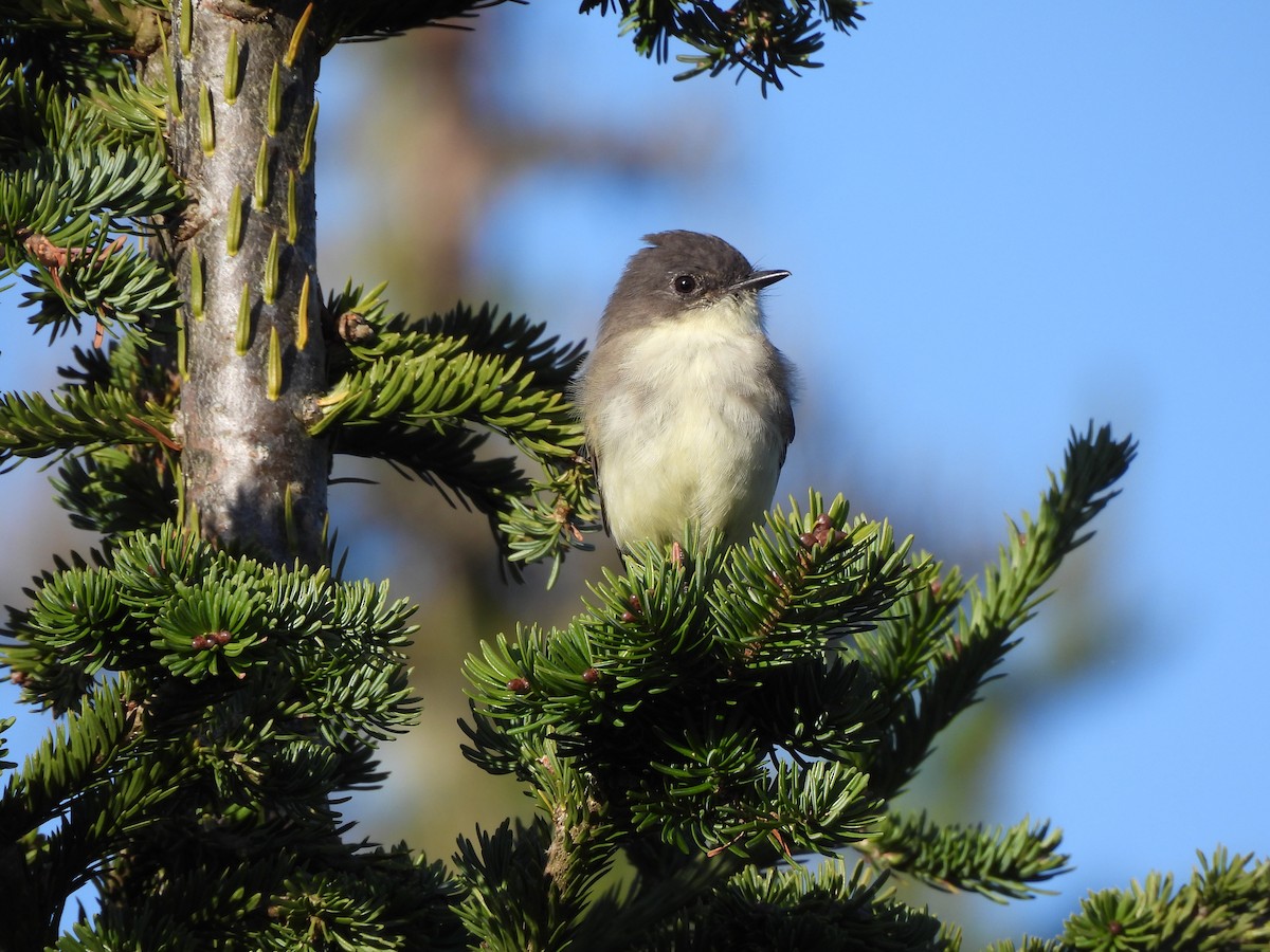 Eastern Phoebe - ML610122373