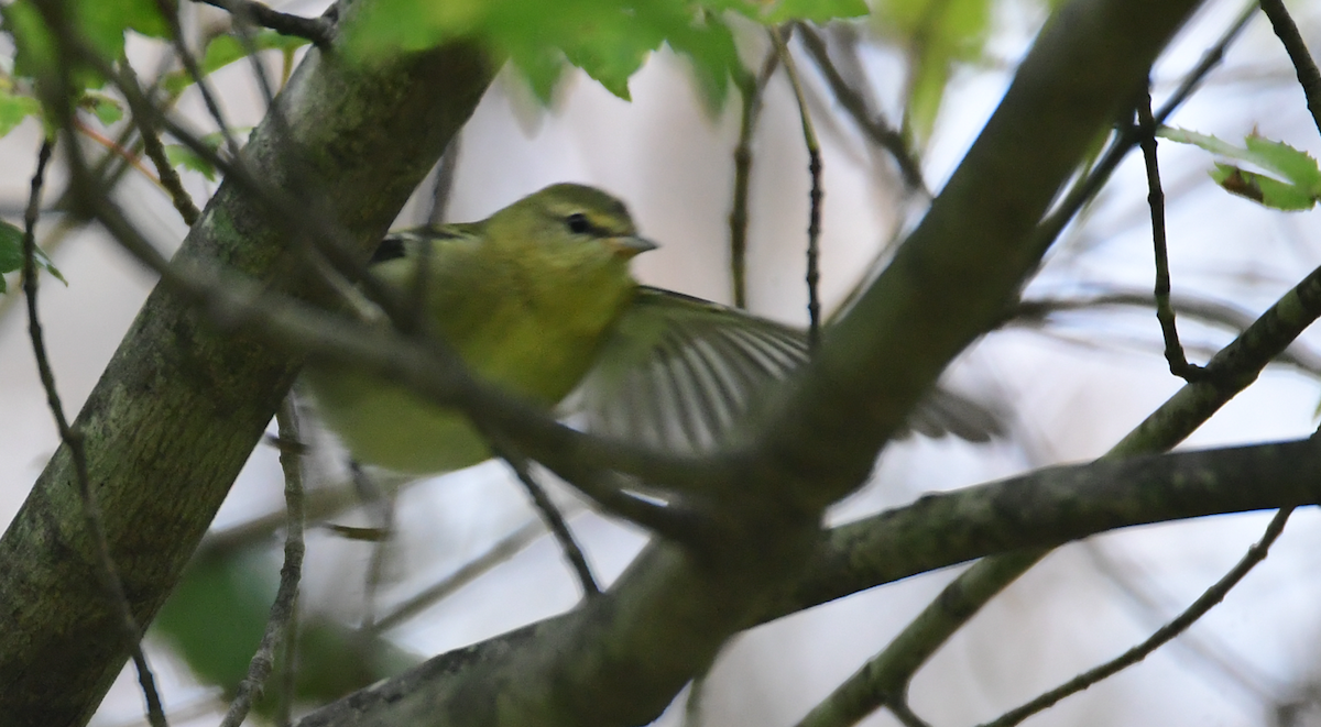 Tennessee Warbler - Chaiby Leiman