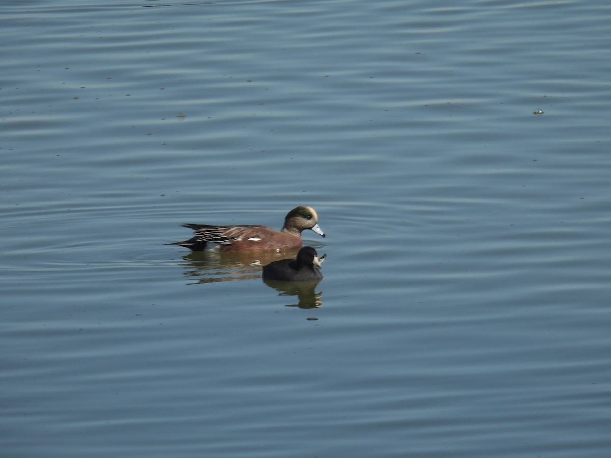 American Wigeon - ML610122395