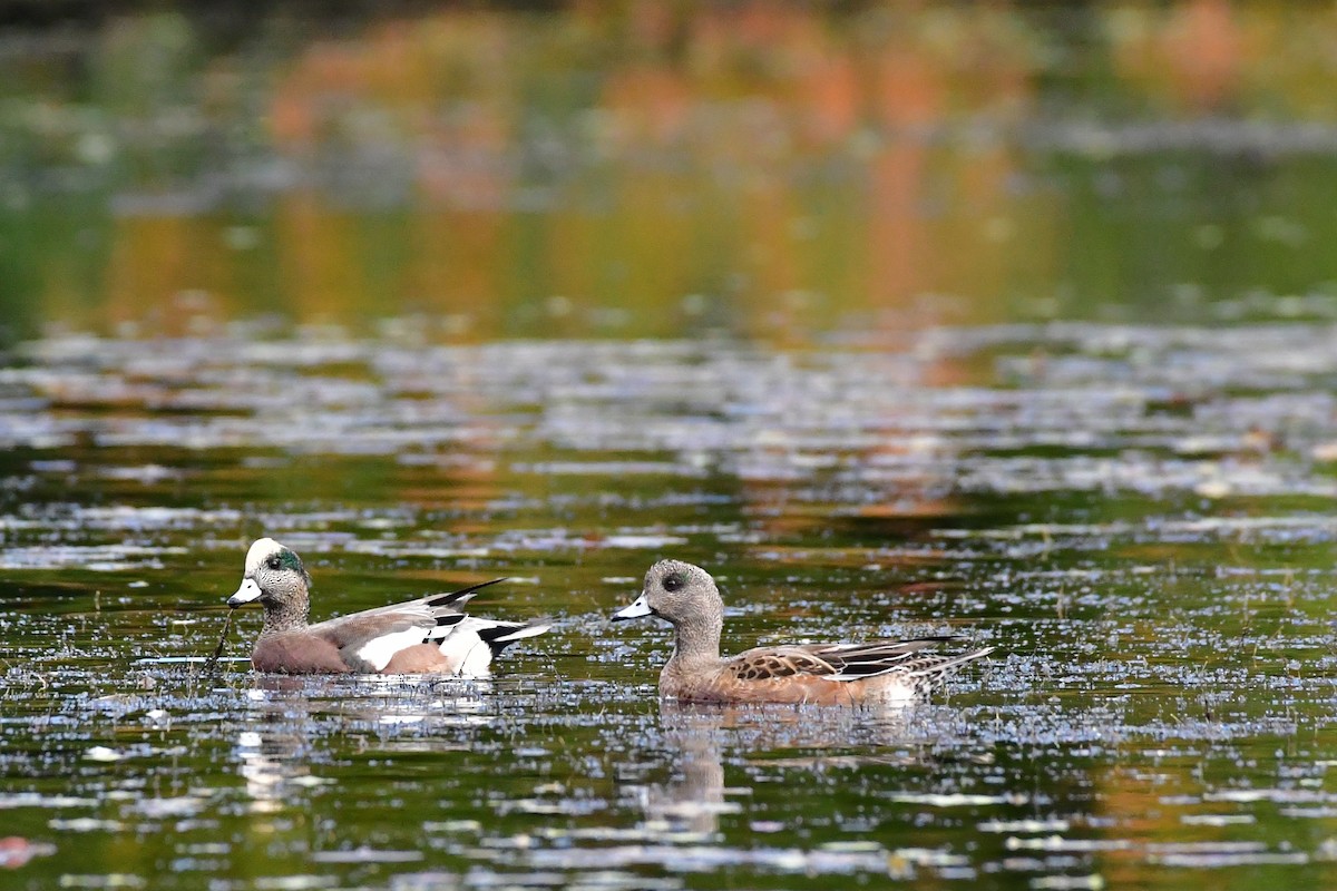 Canard d'Amérique - ML610122413