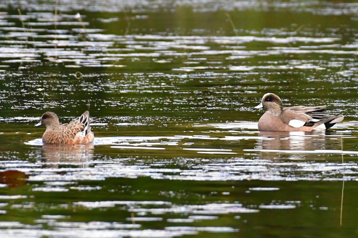 American Wigeon - ML610122414