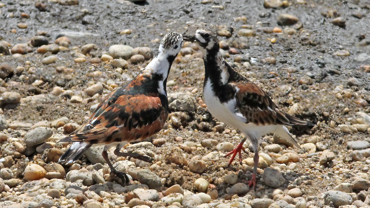 Ruddy Turnstone - ML610122416