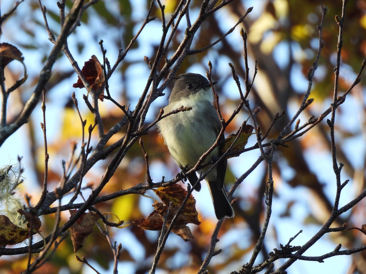 Eastern Phoebe - ML610122419