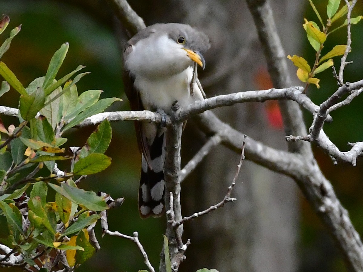 Yellow-billed Cuckoo - ML610122464