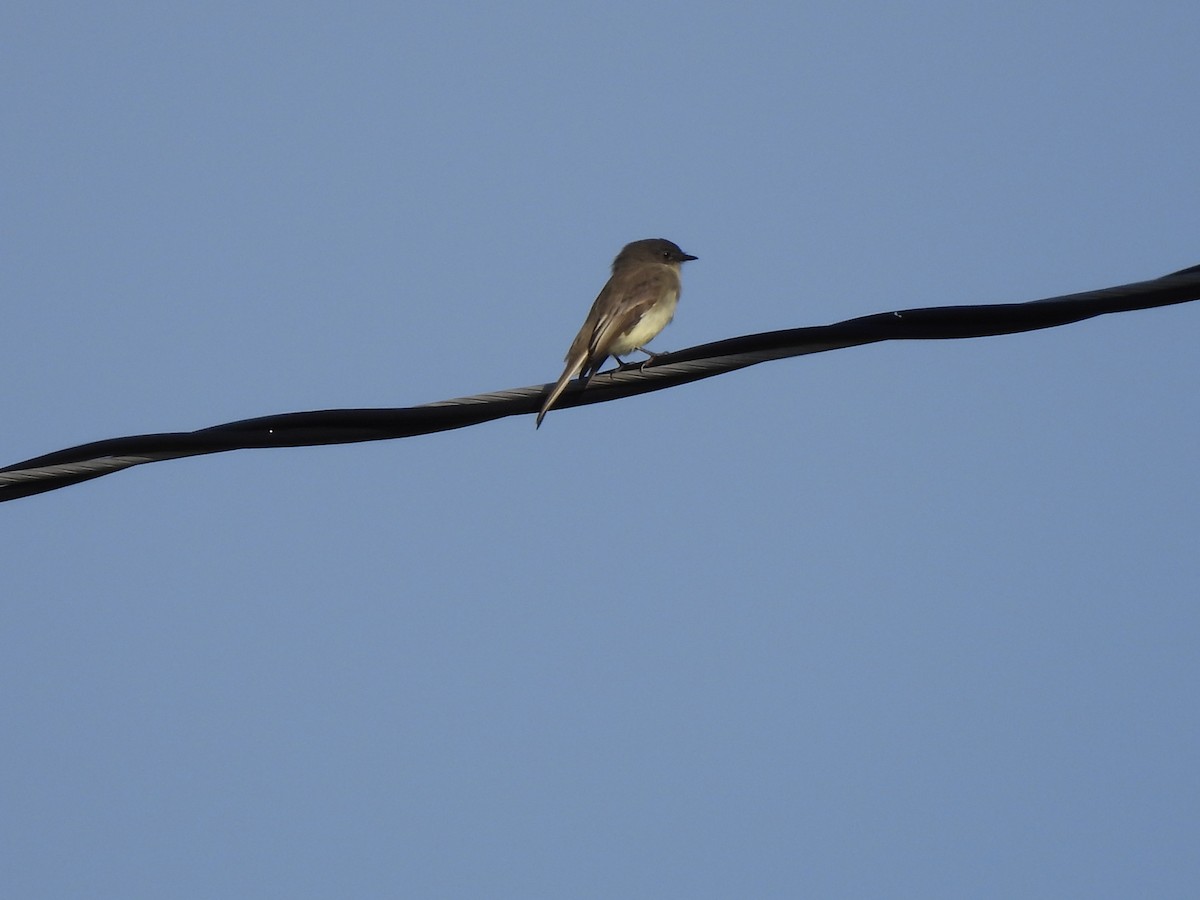 Eastern Phoebe - ML610122533