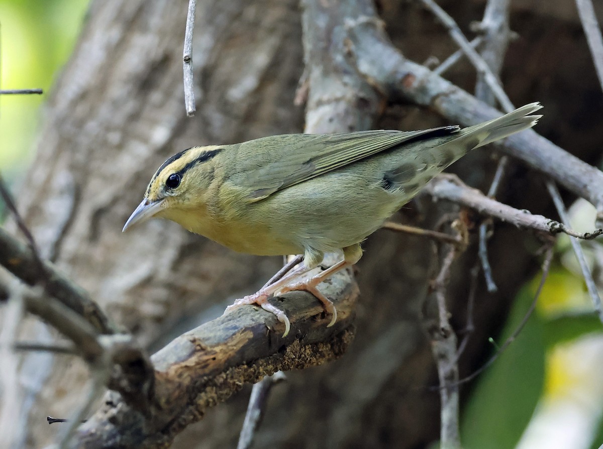 Worm-eating Warbler - ML610122538