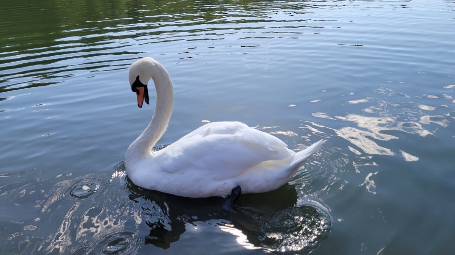 Mute Swan - ML610122608