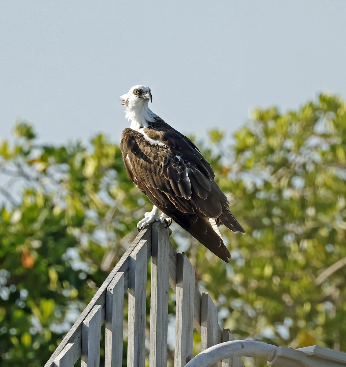 Osprey (ridgwayi) - Michael Smith