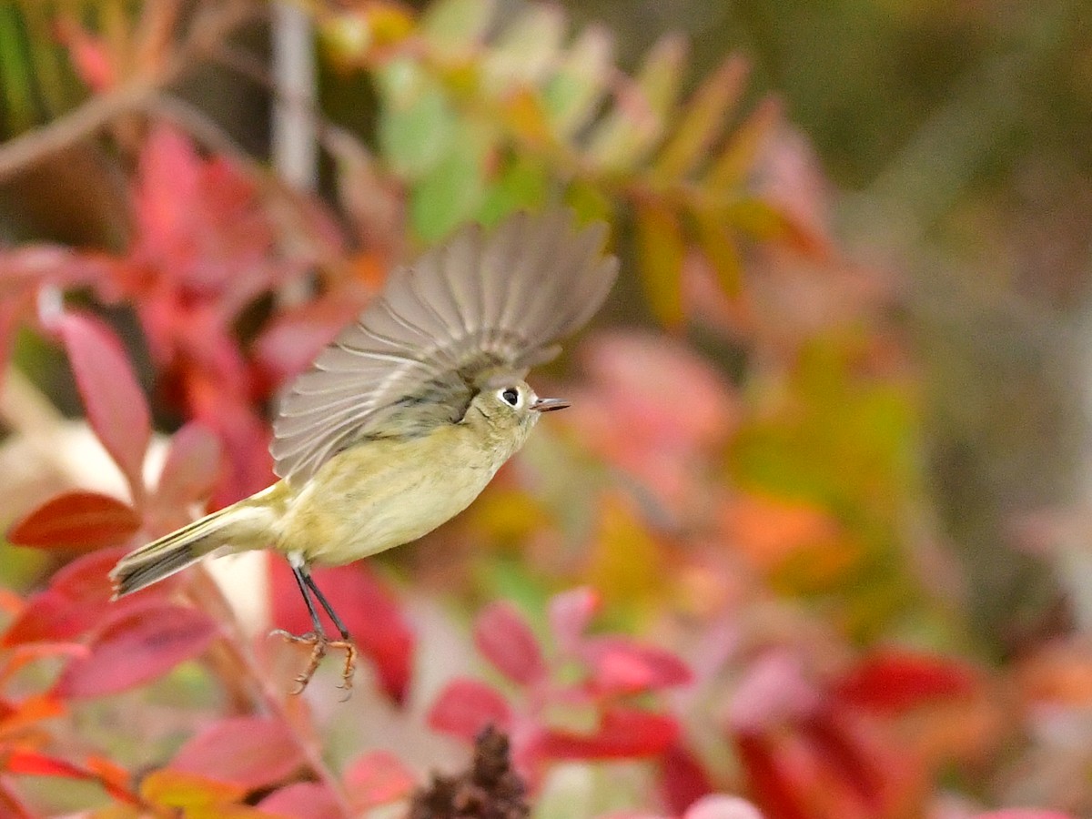 Ruby-crowned Kinglet - ML610122620