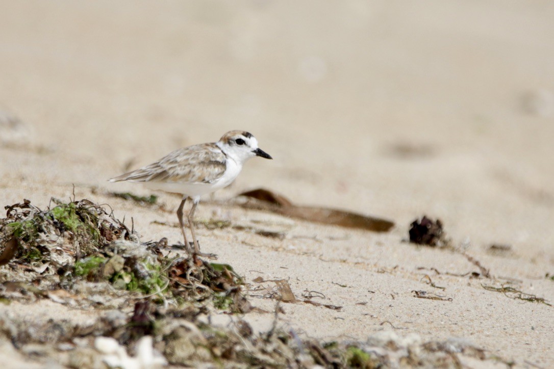 Malaysian Plover - ML610122628