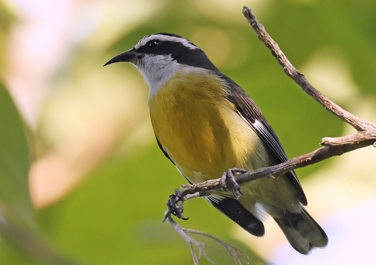 Sucrier à ventre jaune (caboti) - ML610122632