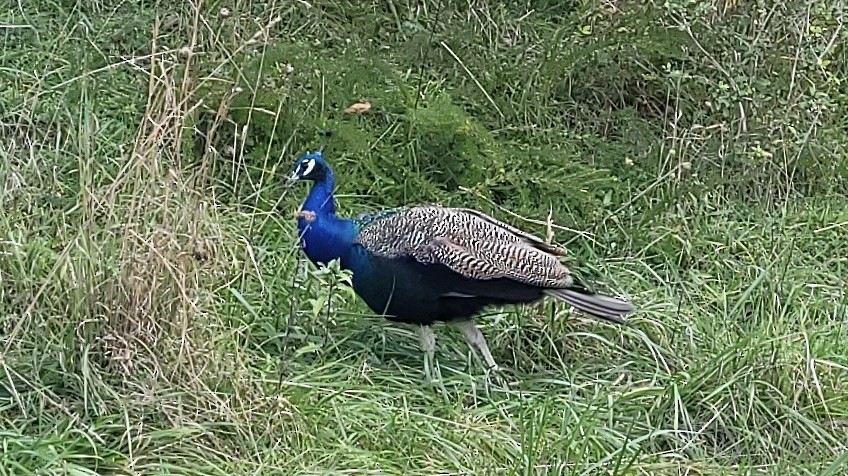Indian Peafowl - ML610122684