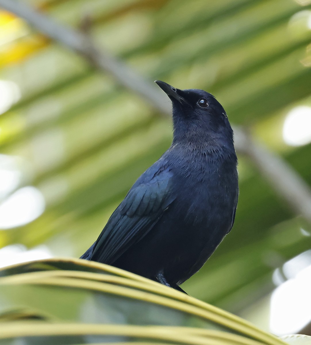 Black Catbird - ML610122695
