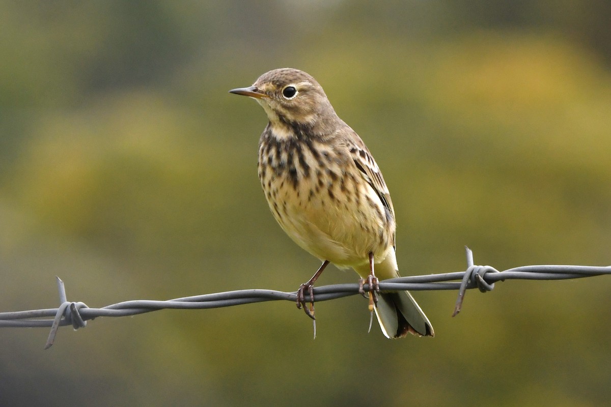 American Pipit - ML610122779