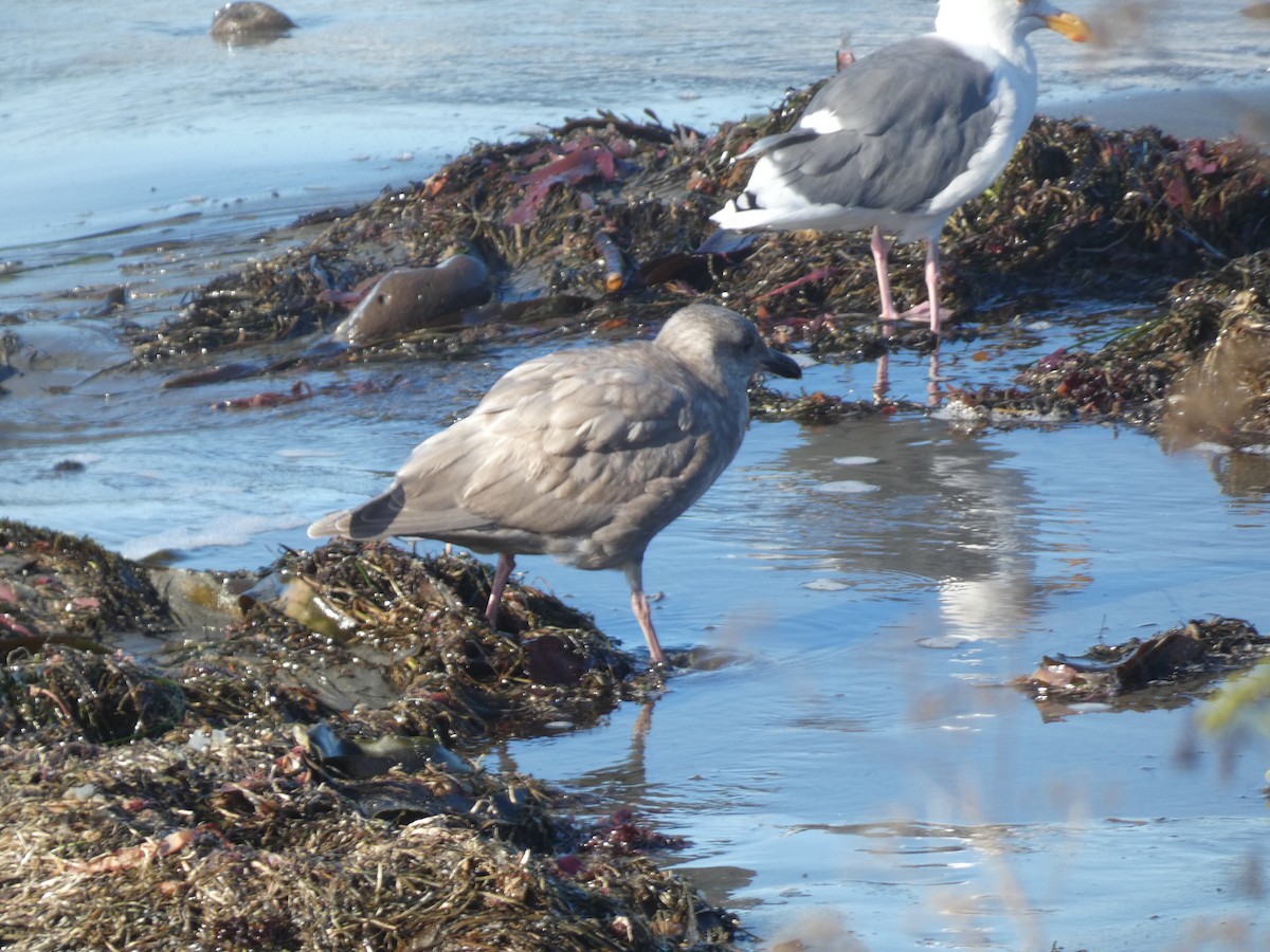 Western Gull - Eneko Azkue