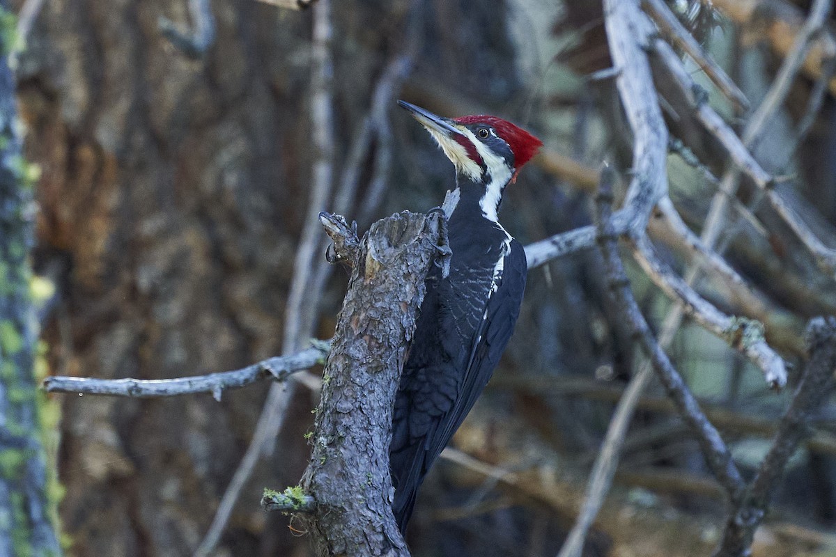 Pileated Woodpecker - ML610122786