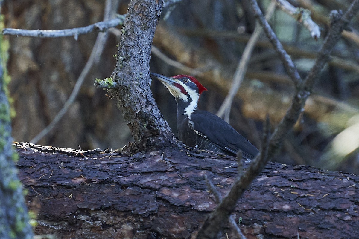 Pileated Woodpecker - ML610122787