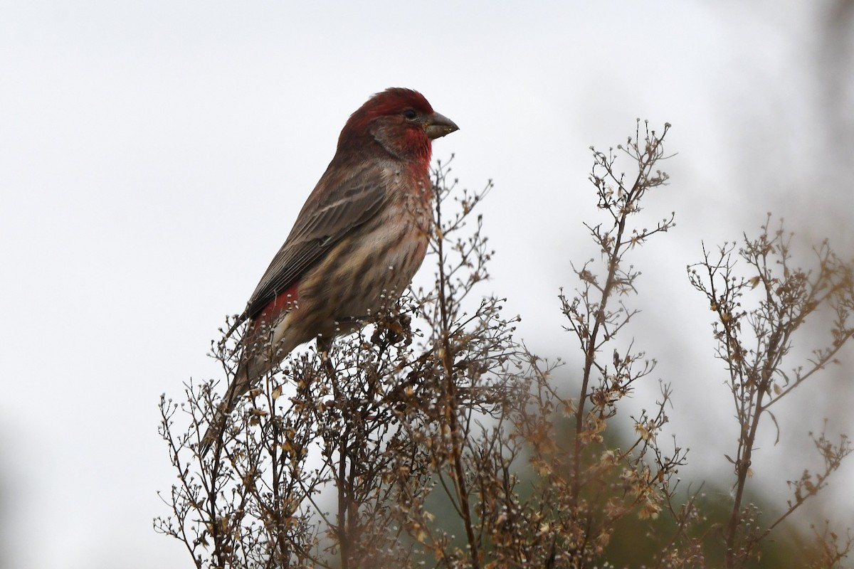 House Finch - ML610122789