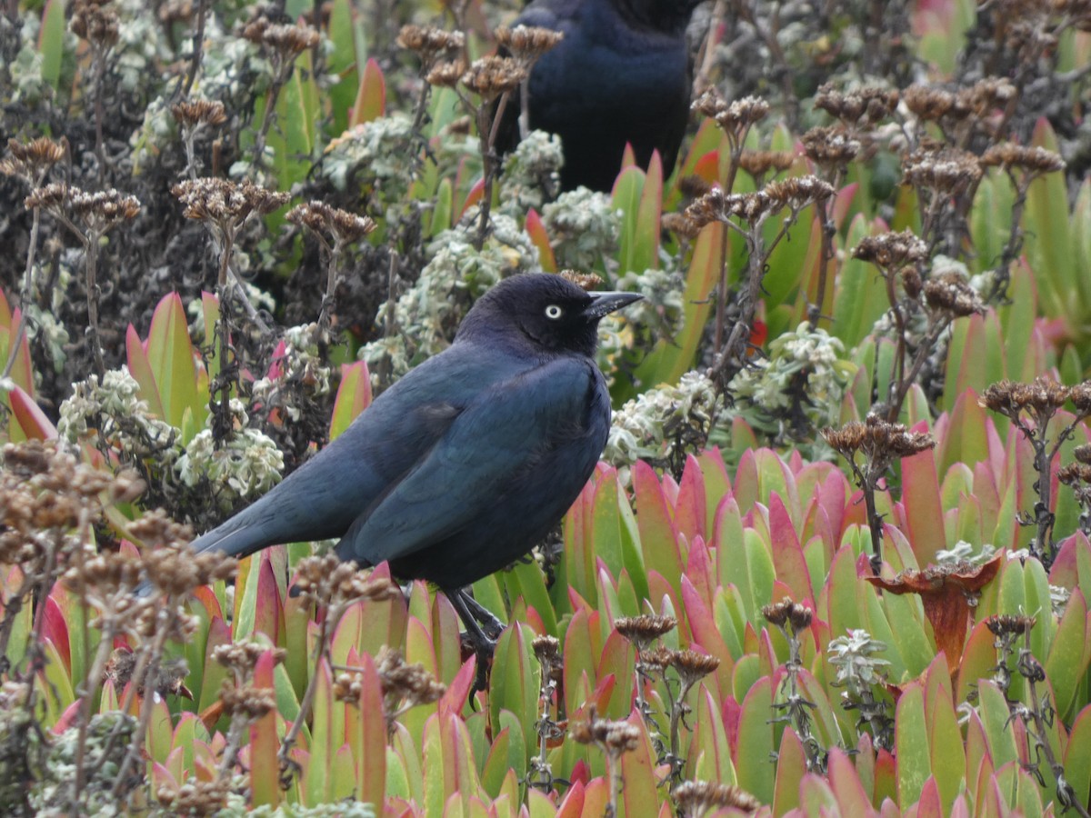 Brewer's Blackbird - ML610122795