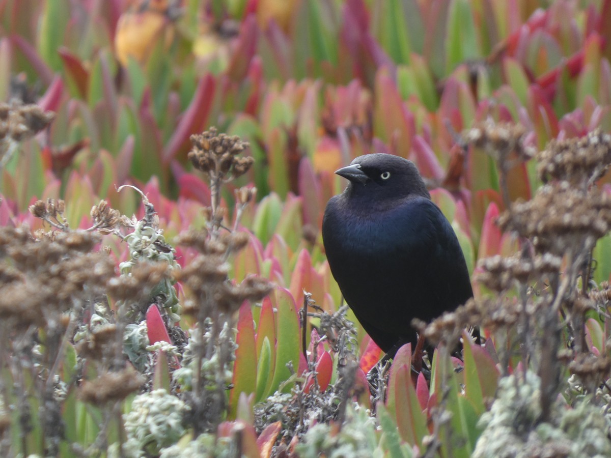 Brewer's Blackbird - ML610122796