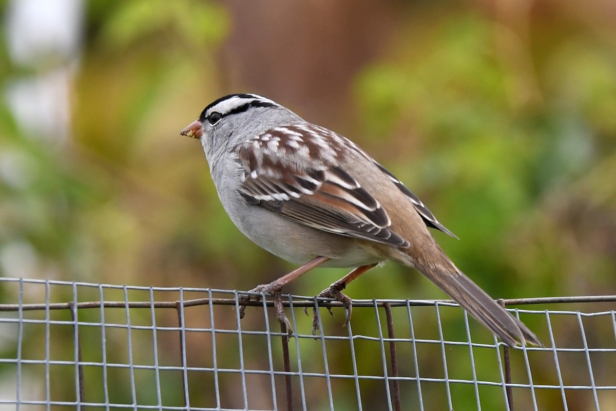 Bruant à couronne blanche - ML610122805