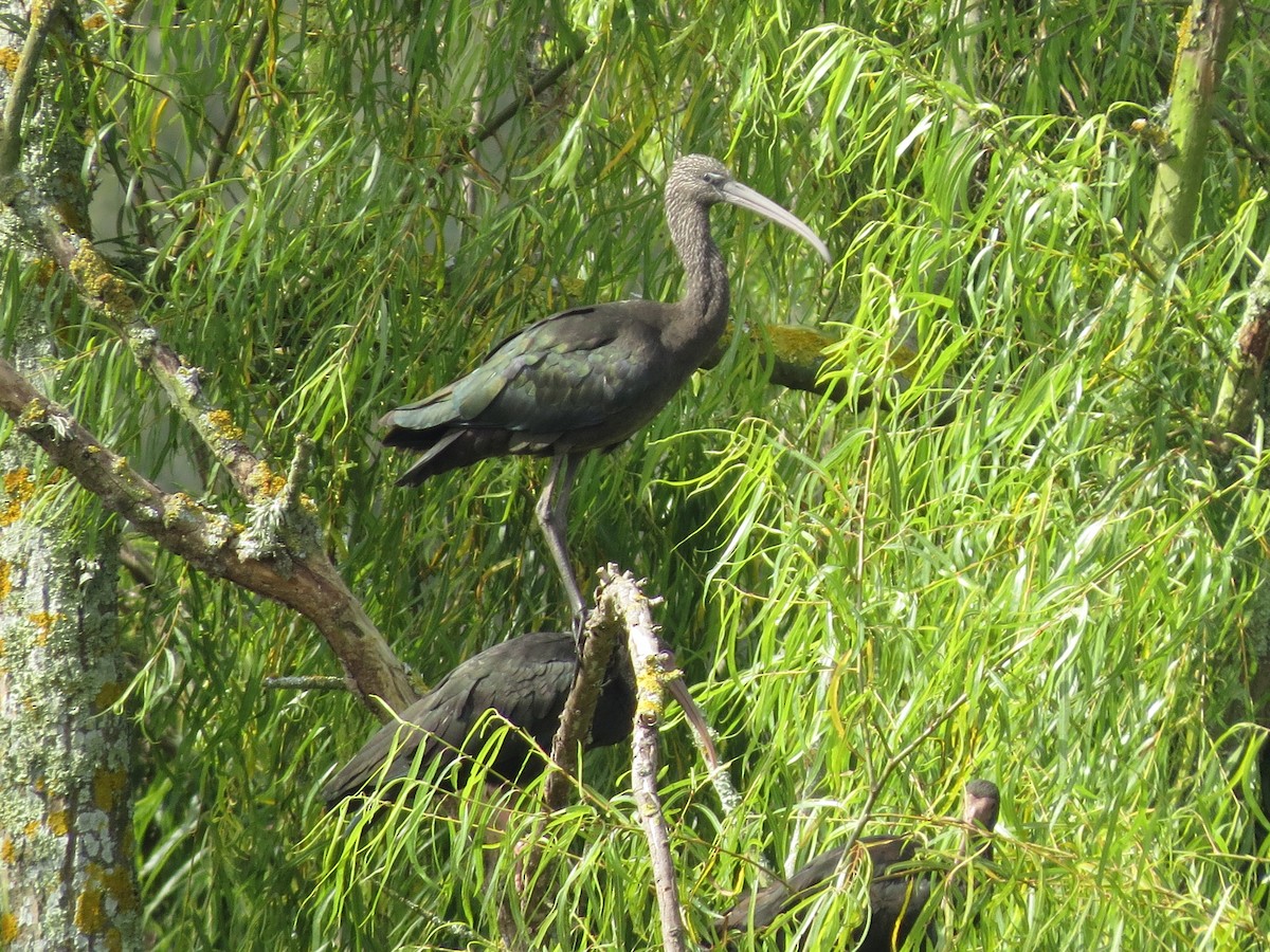 Glossy Ibis - ML610122825