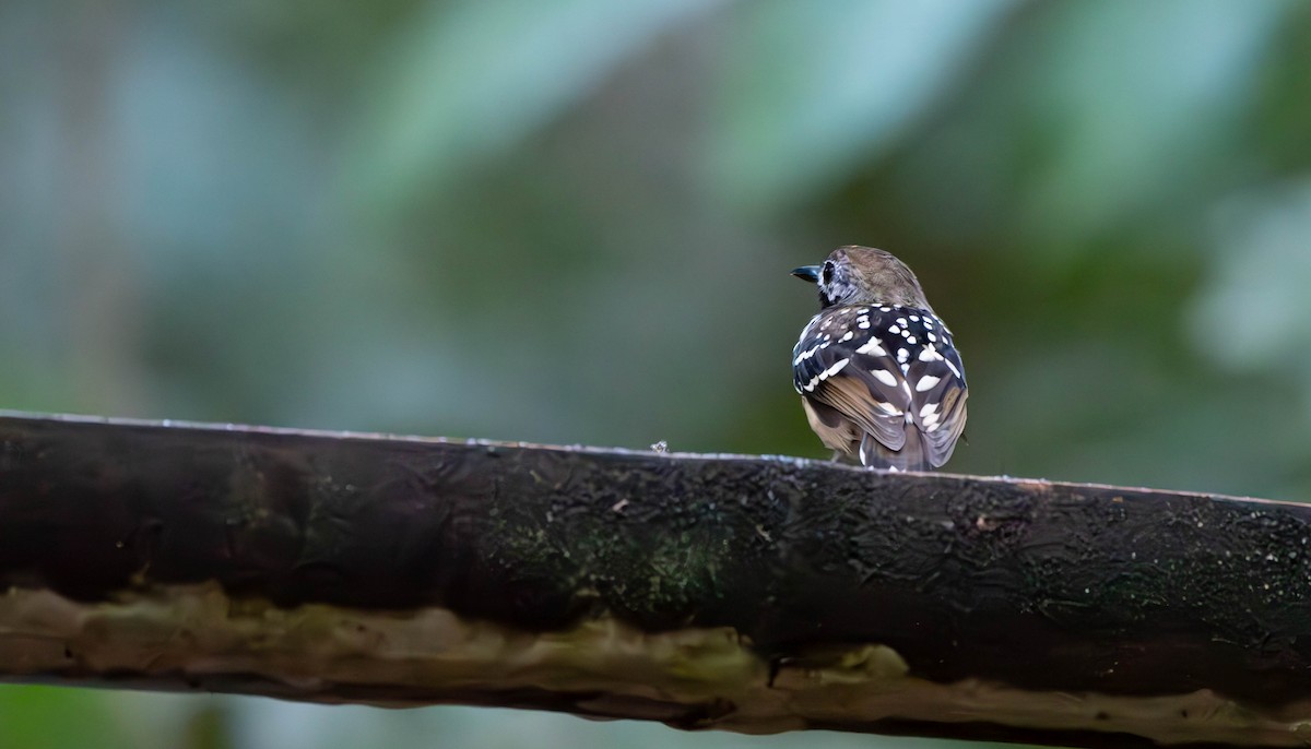 Dot-backed Antbird - ML610122873