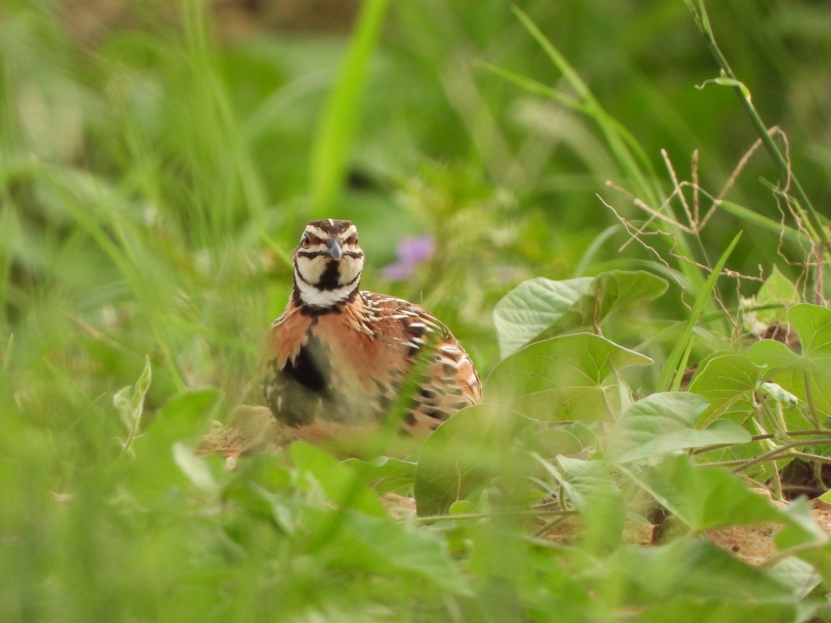 Rain Quail - ML610122948