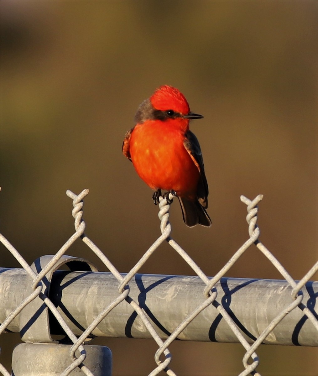 Vermilion Flycatcher - ML610122979