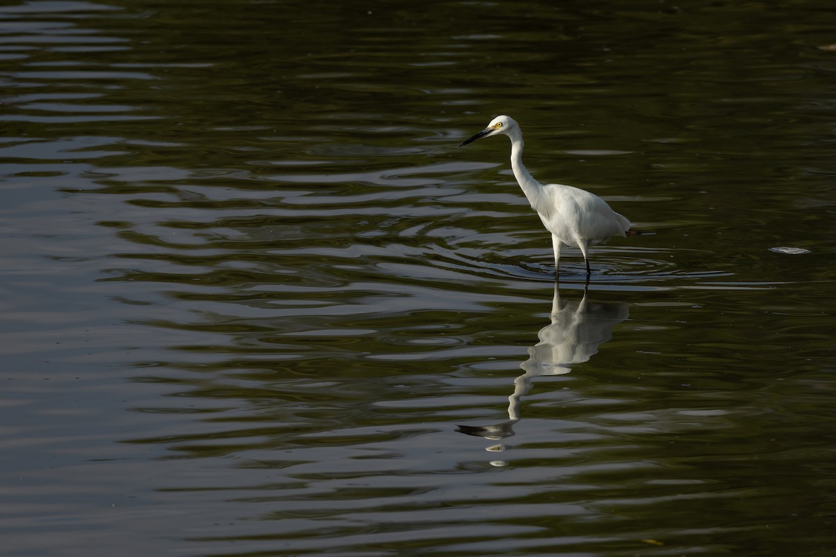 Little Egret - ML610123004