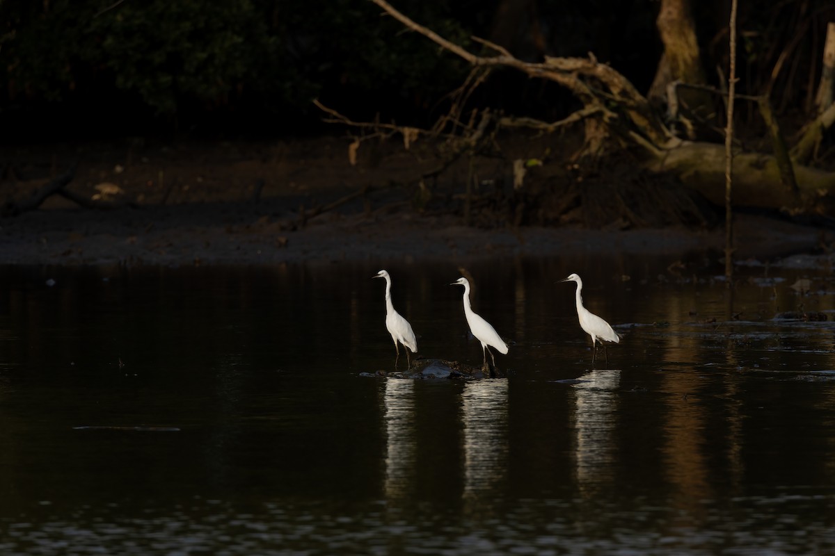 Little Egret - ML610123005