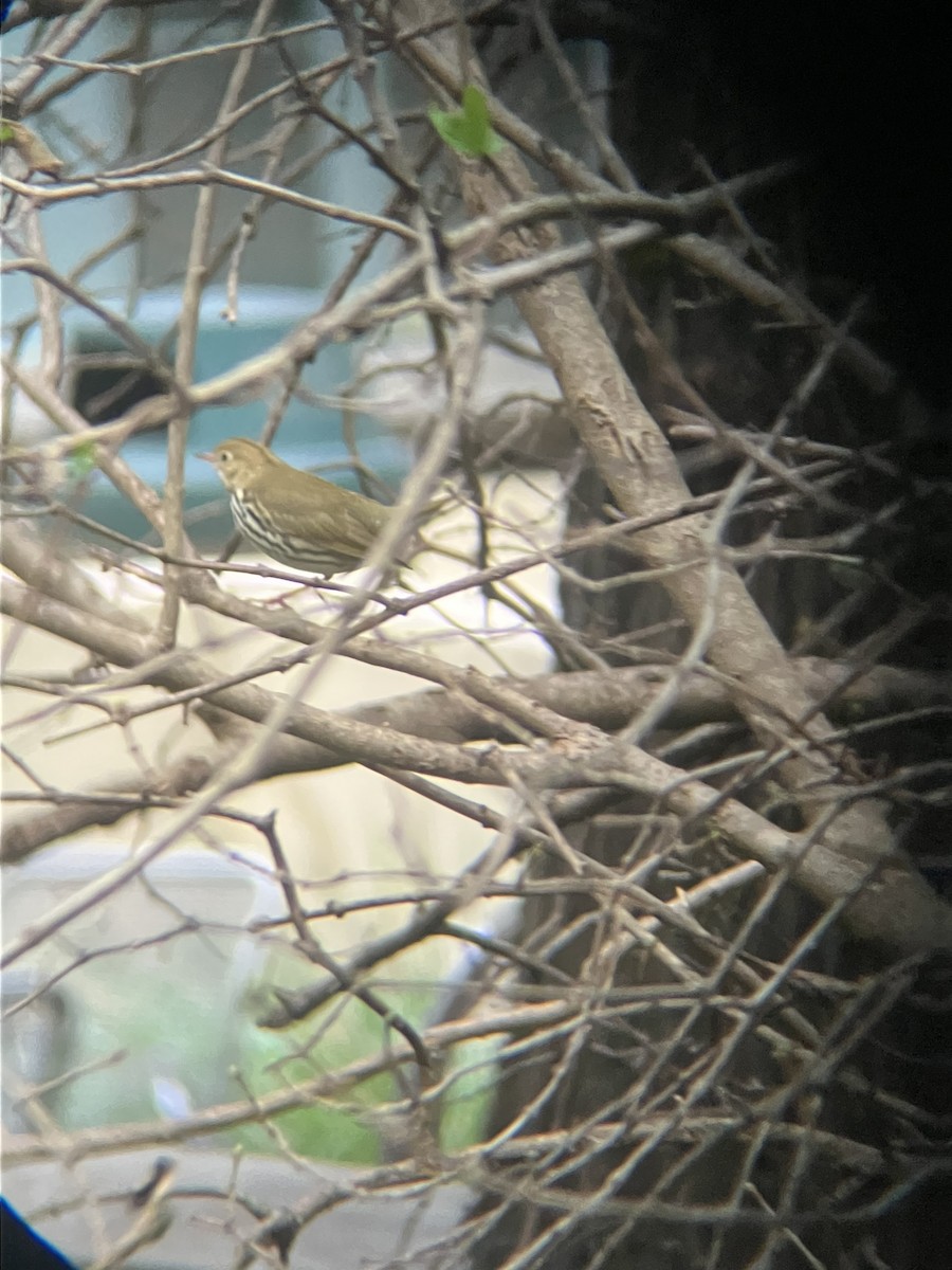 Ovenbird - ML610123061