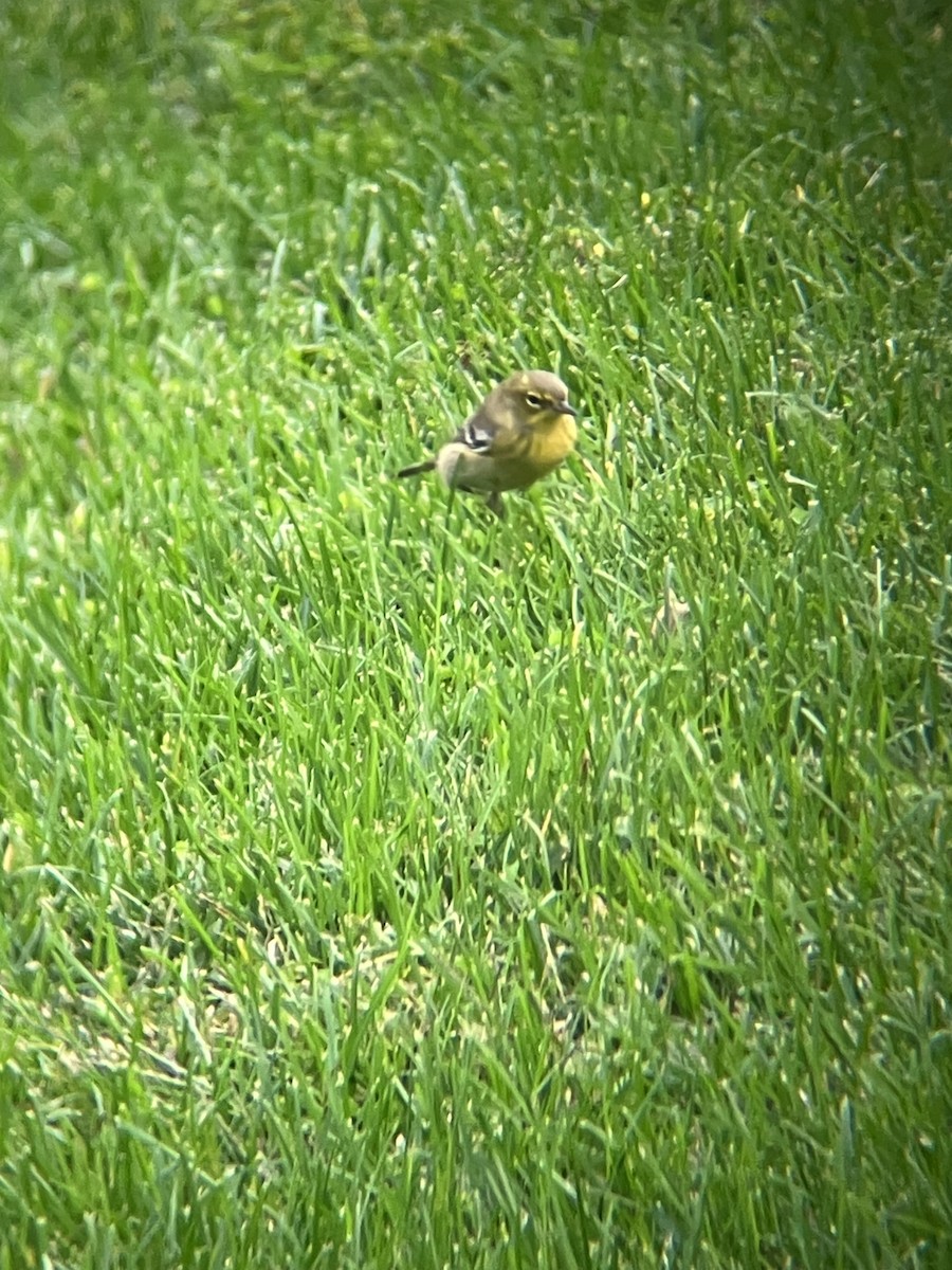 Pine Warbler - Nelson Pascuzzi