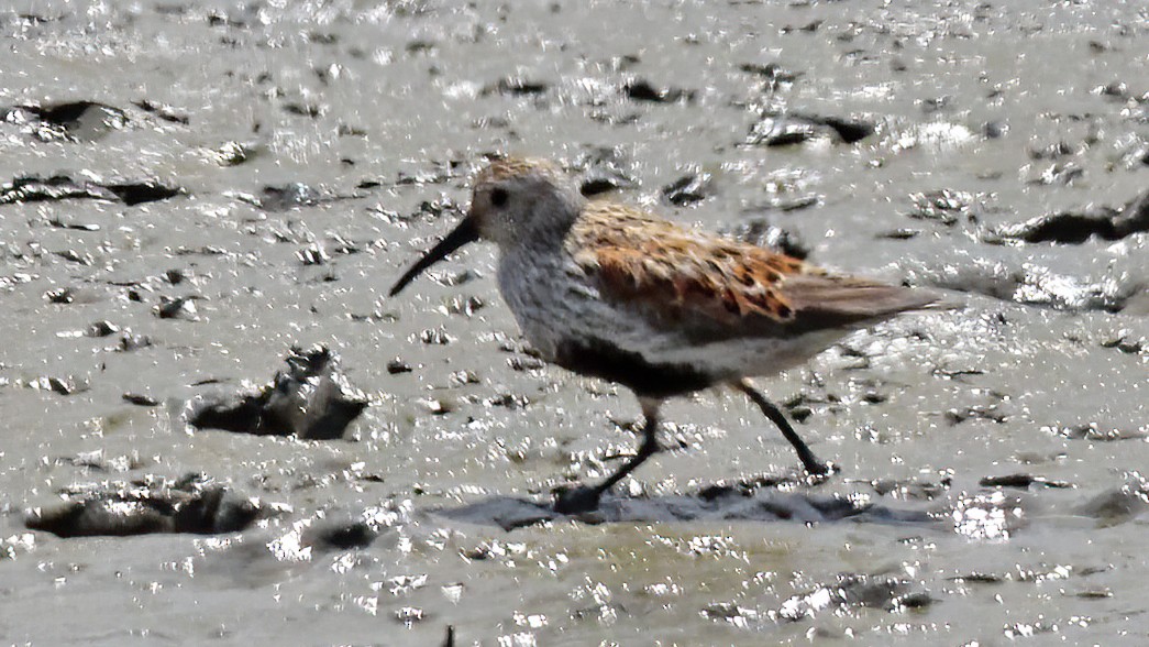 Dunlin - ML610123094