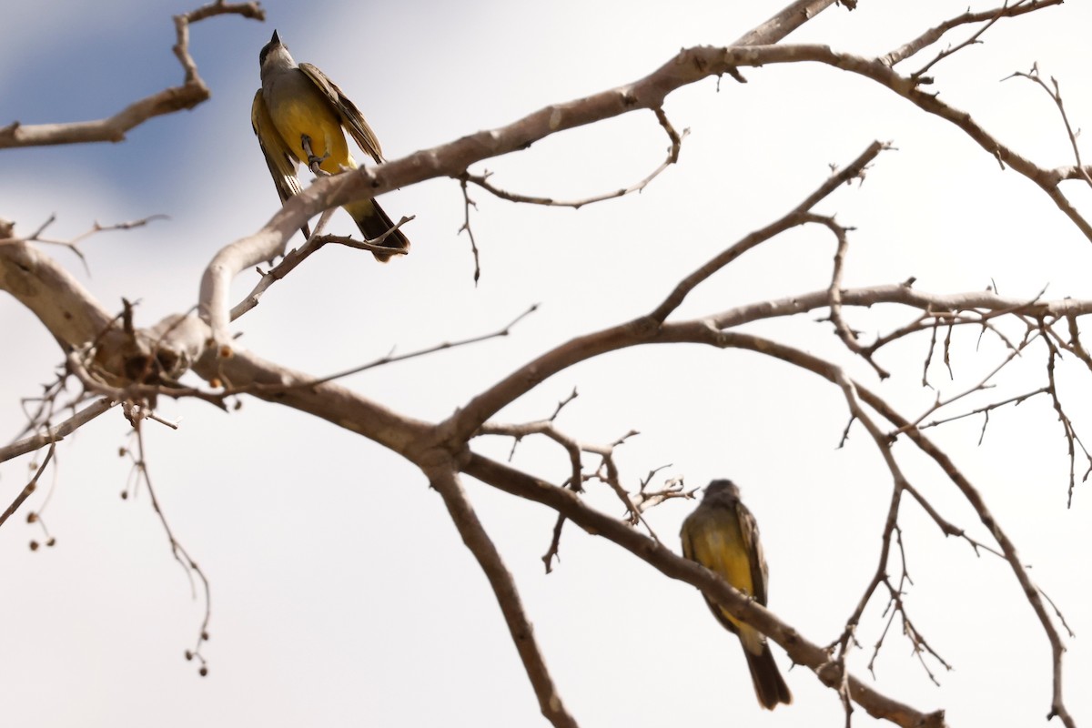 Cassin's Kingbird - ML610123236