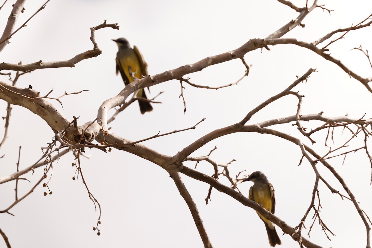 Cassin's Kingbird - Russ Namitz