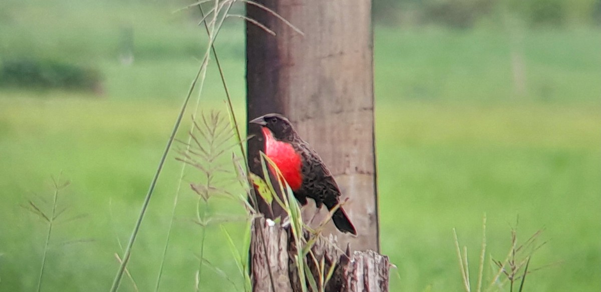 ムネアカマキバドリ - ML610123279